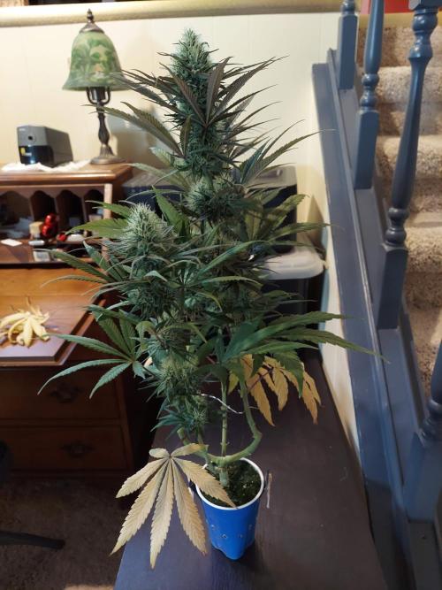 The Garden 2020 - GGxWW Solo Cup Grow. Week 10