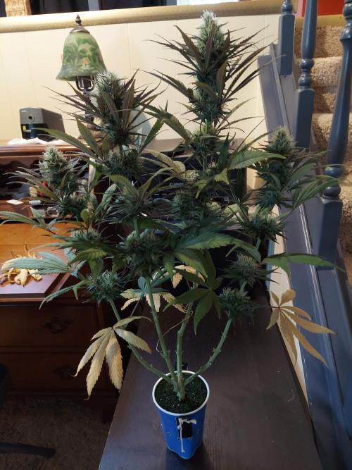 The Garden 2020 - GGxWW Solo Cup Grow. Week 10
