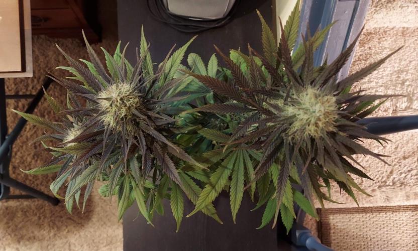 The Garden 2020 - GGxWW Solo Cup Grow. Week 11