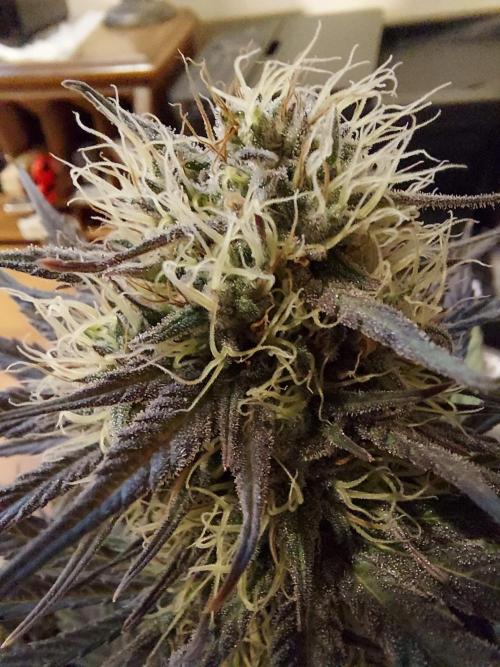 The Garden 2020 - GGxWW Solo Cup Grow. Week 11