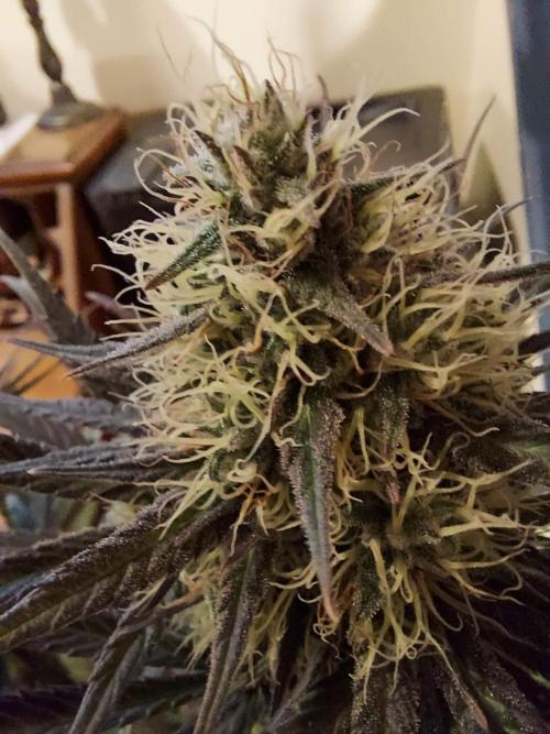 The Garden 2020 - GGxWW Solo Cup Grow. Week 11
