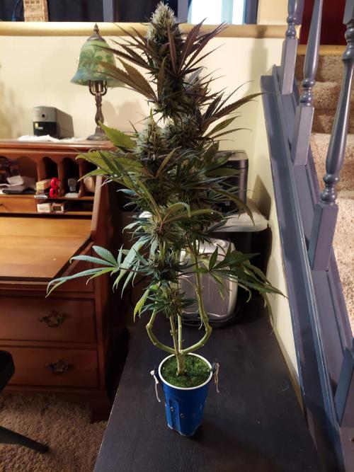 The Garden 2020 - GGxWW Solo Cup Grow. Week 11