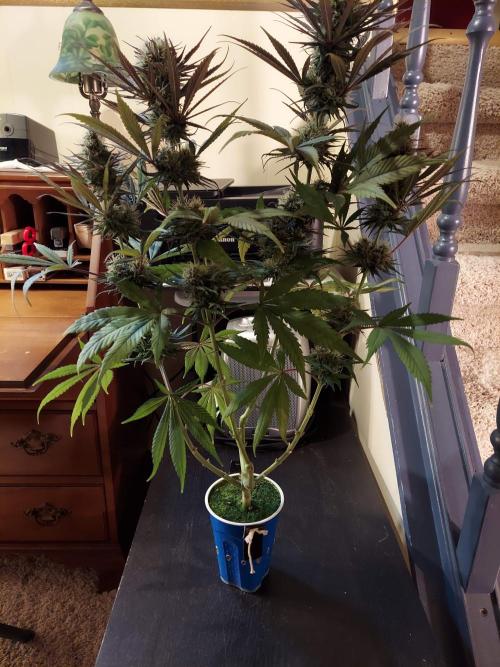 The Garden 2020 - GGxWW Solo Cup Grow. Week 11