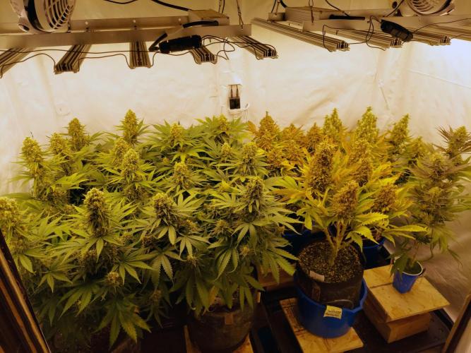 The Garden 2020 - GGxWW Solo Cup Grow. Week 11