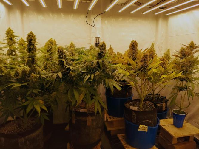 The Garden 2020 - GGxWW Solo Cup Grow. Week 11
