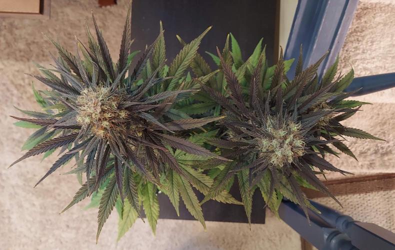 The Garden 2020 - GGxWW Solo Cup Grow. Week 12