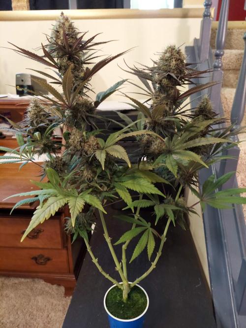 The Garden 2020 - GGxWW Solo Cup Grow. Week 12