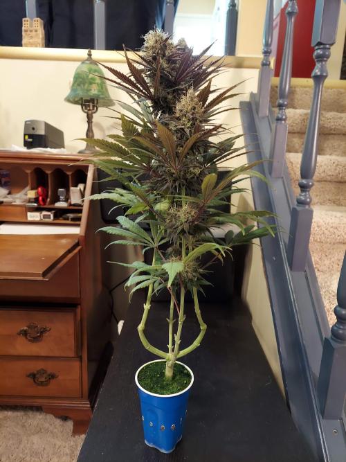 The Garden 2020 - GGxWW Solo Cup Grow. Week 12