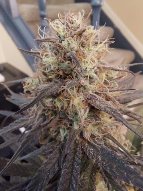 The Garden 2020 - GGxWW Solo Cup Grow. Week 12