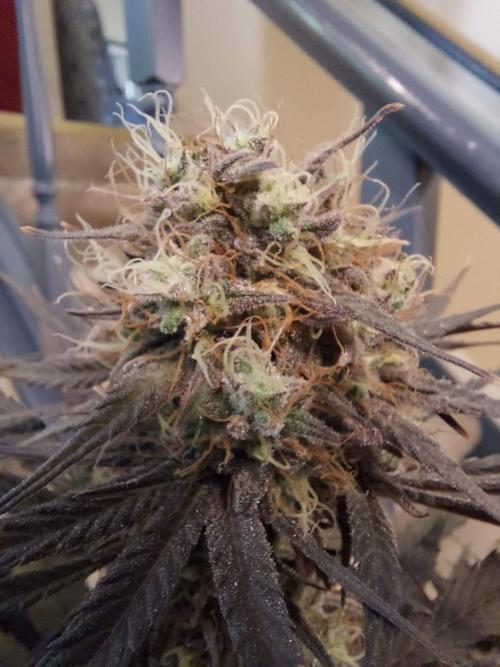 The Garden 2020 - GGxWW Solo Cup Grow. Week 12