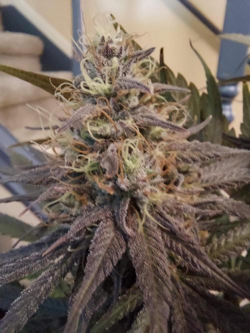 The Garden 2020 - GGxWW Solo Cup Grow. Week 12