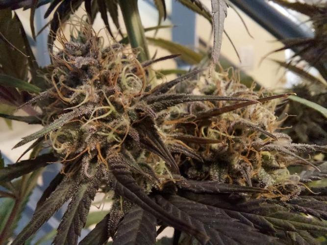 The Garden 2020 - GGxWW Solo Cup Grow. Week 12
