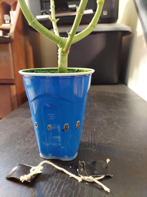 The Garden 2020 - GGxWW Solo Cup Grow. Week 12