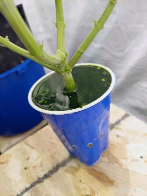 The Garden 2020 - GGxWW Solo Cup Grow. Week 12