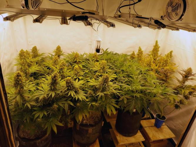 The Garden 2020 - GGxWW Solo Cup Grow. Week 12
