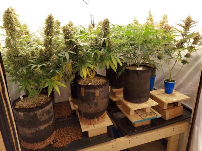 The Garden 2020 - GGxWW Solo Cup Grow. Week 12