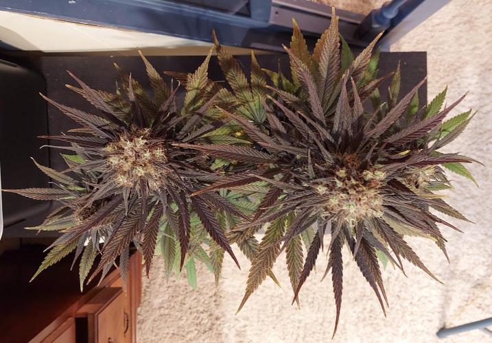 The Garden 2020 - GGxWW Solo Cup Grow. Week 13
