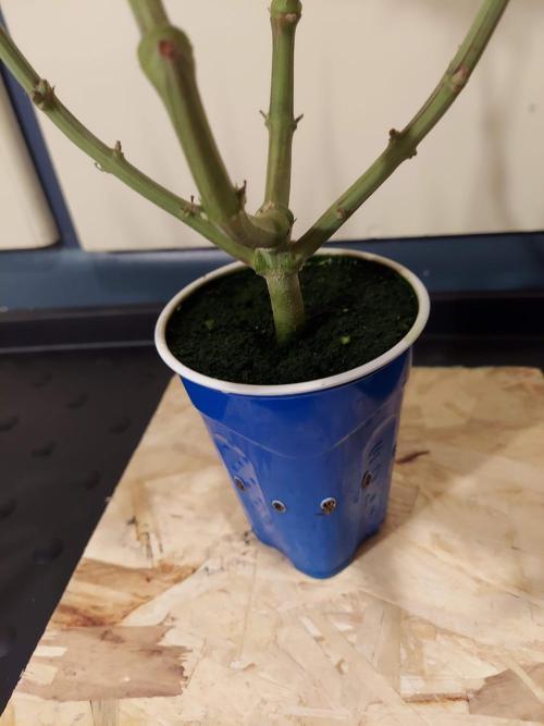 The Garden 2020 - GGxWW Solo Cup Grow. Week 13