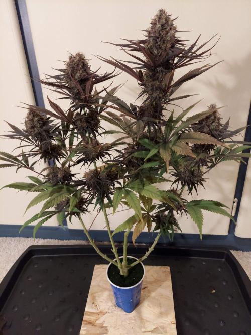 The Garden 2020 - GGxWW Solo Cup Grow. Week 13