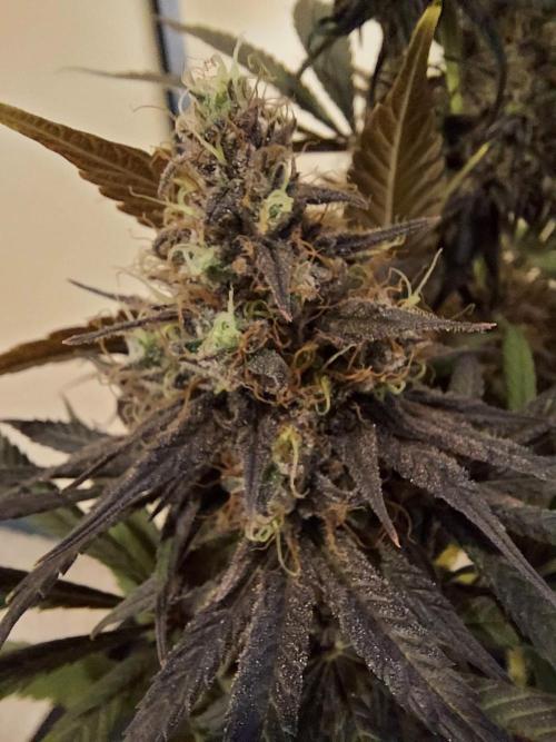 The Garden 2020 - GGxWW Solo Cup Grow. Week 13