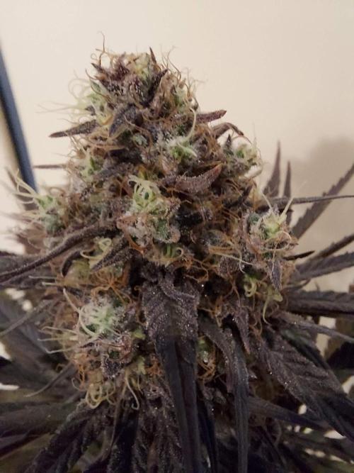 The Garden 2020 - GGxWW Solo Cup Grow. Week 13