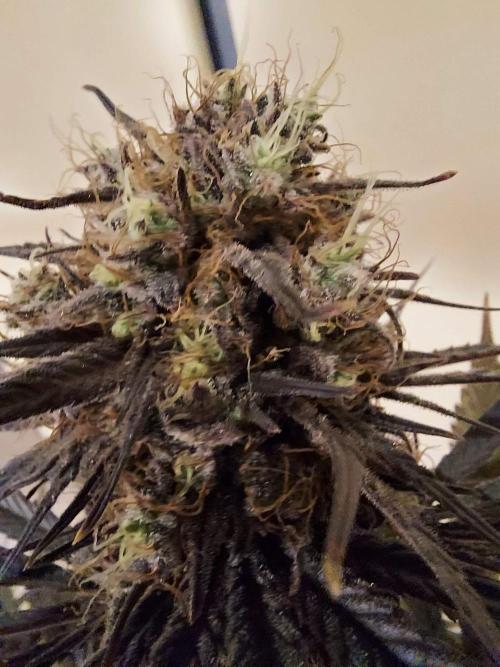 The Garden 2020 - GGxWW Solo Cup Grow. Week 13