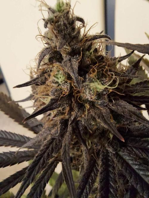 The Garden 2020 - GGxWW Solo Cup Grow. Week 13