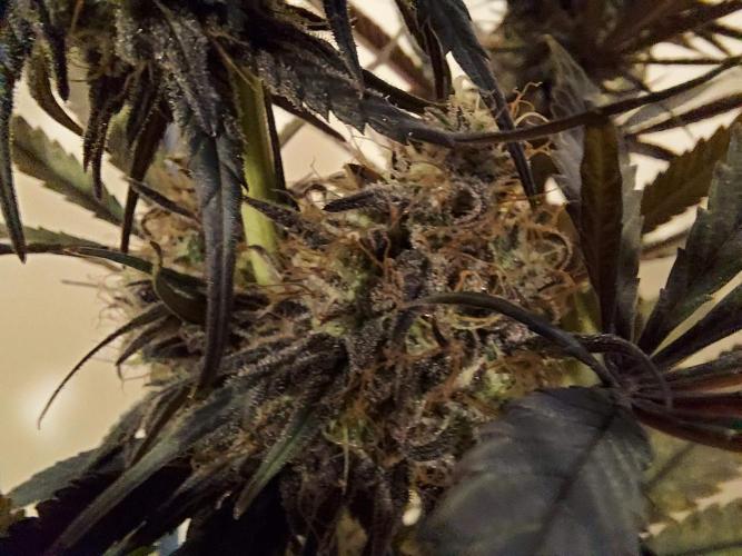 The Garden 2020 - GGxWW Solo Cup Grow. Week 13