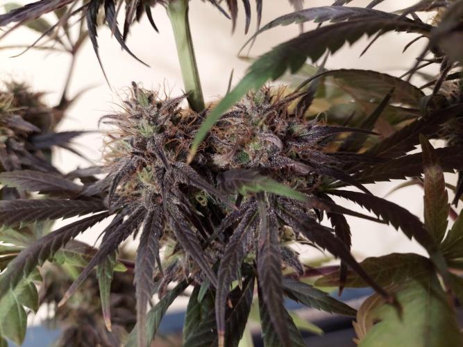 The Garden 2020 - GGxWW Solo Cup Grow. Week 13