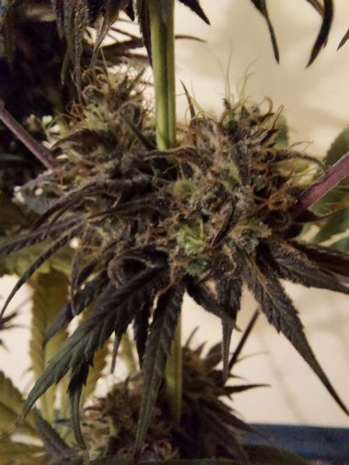 The Garden 2020 - GGxWW Solo Cup Grow. Week 13