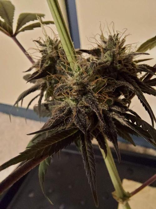 The Garden 2020 - GGxWW Solo Cup Grow. Week 13