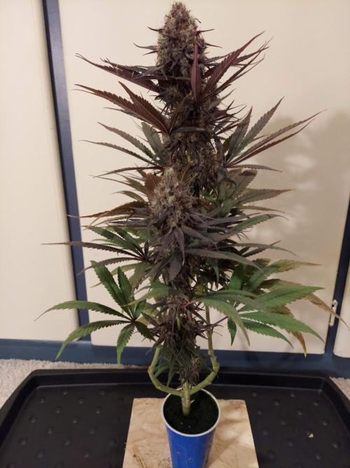 The Garden 2020 - GGxWW Solo Cup Grow. Week 13