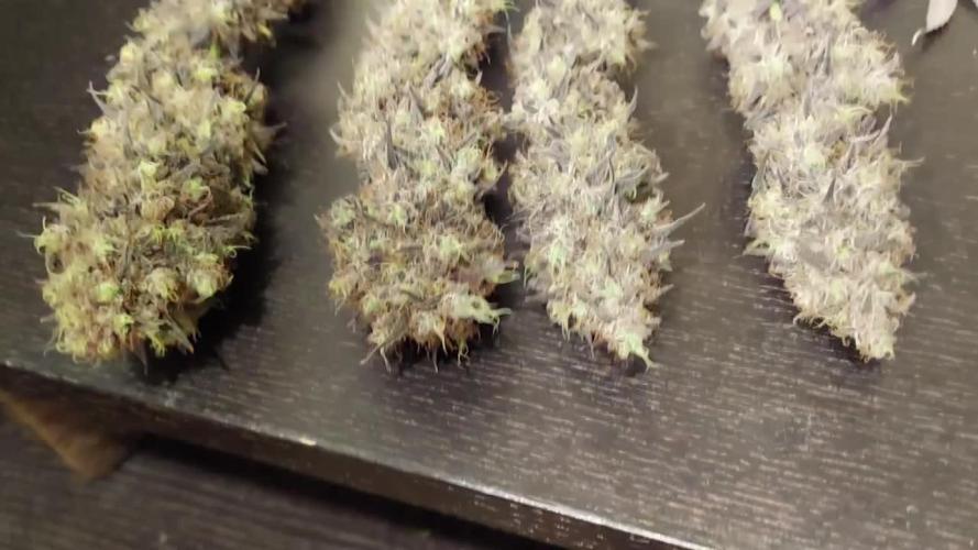 The Garden 2020 - GGxWW Solo Cup Grow