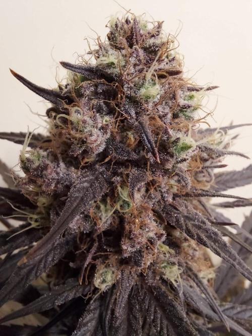 The Garden 2020 - GGxWW Solo Cup Grow. Week 14