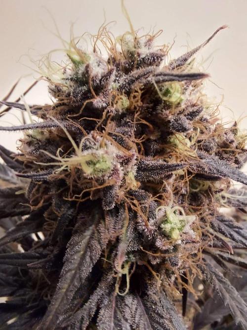 The Garden 2020 - GGxWW Solo Cup Grow. Week 14