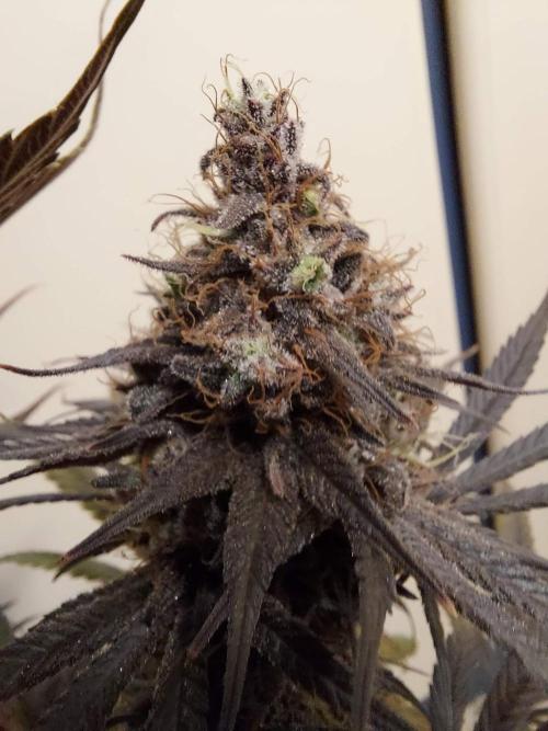 The Garden 2020 - GGxWW Solo Cup Grow. Week 14