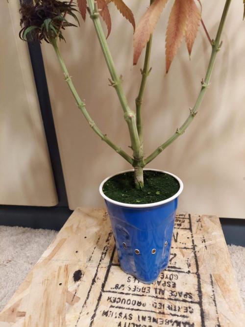 The Garden 2020 - GGxWW Solo Cup Grow. Week 14