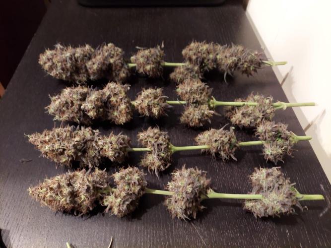 The Garden 2020 - GGxWW Solo Cup Grow. Week 14