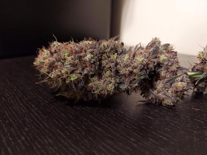 The Garden 2020 - GGxWW Solo Cup Grow. Week 14