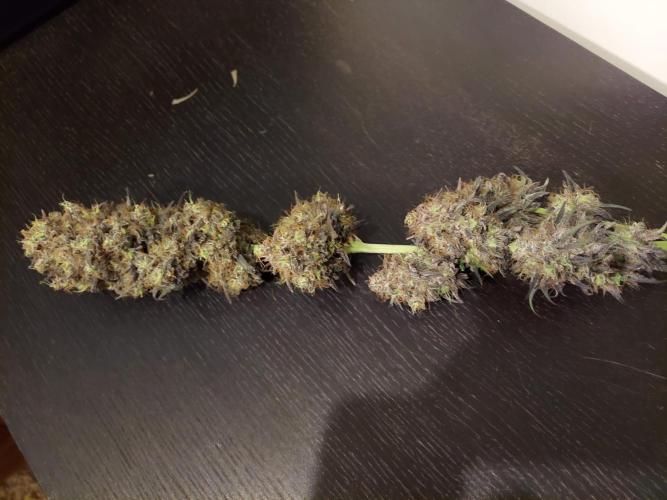The Garden 2020 - GGxWW Solo Cup Grow. Week 14
