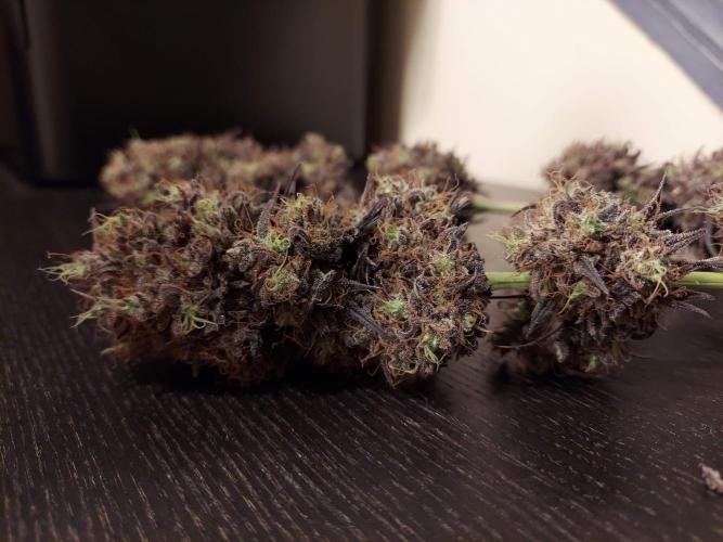 The Garden 2020 - GGxWW Solo Cup Grow. Week 14