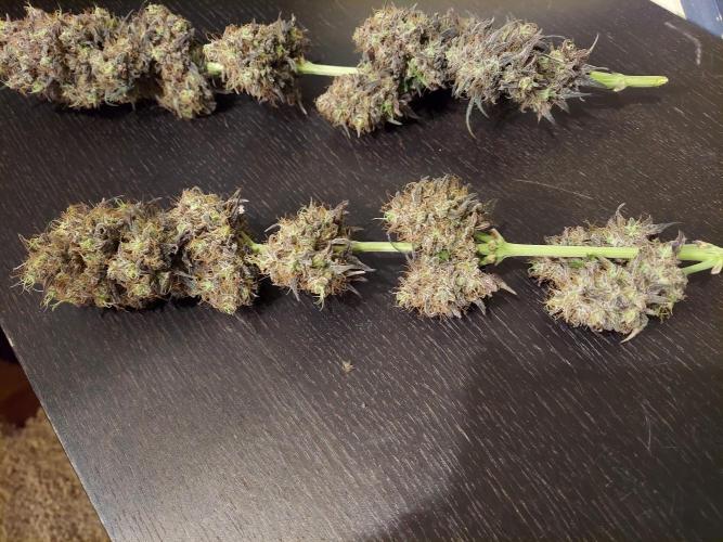 The Garden 2020 - GGxWW Solo Cup Grow. Week 14
