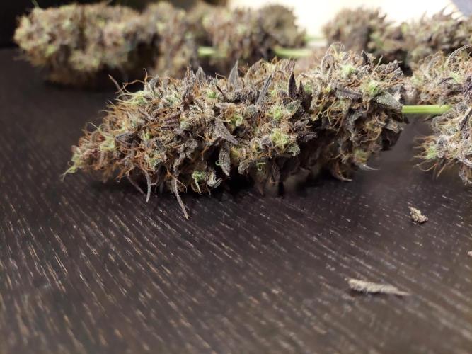 The Garden 2020 - GGxWW Solo Cup Grow. Week 14