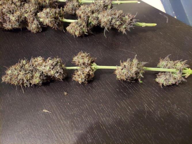 The Garden 2020 - GGxWW Solo Cup Grow. Week 14