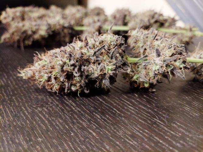 The Garden 2020 - GGxWW Solo Cup Grow. Week 14