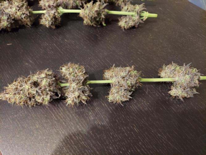 The Garden 2020 - GGxWW Solo Cup Grow. Week 14