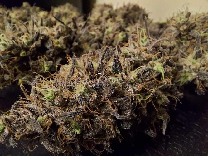 The Garden 2020 - GGxWW Solo Cup Grow. Week 14