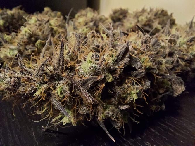 The Garden 2020 - GGxWW Solo Cup Grow. Week 14