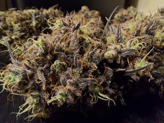 The Garden 2020 - GGxWW Solo Cup Grow. Week 14