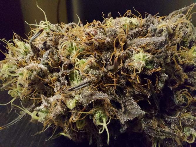 The Garden 2020 - GGxWW Solo Cup Grow. Week 14